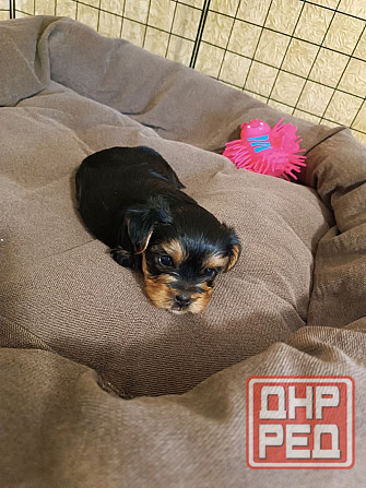 Щенки йорка Донецк - изображение 7