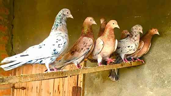 Голуби Макеевка