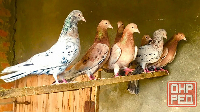 Голуби Макеевка - изображение 1