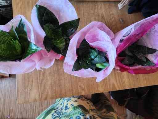 Тещин язык Донецк