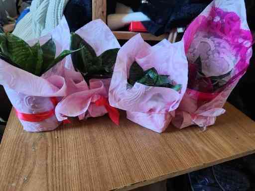 Тещин язык Донецк