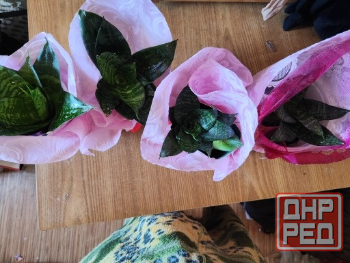 Тещин язык Донецк - изображение 1