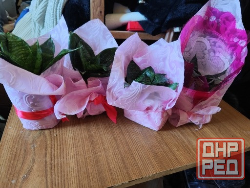 Тещин язык Донецк - изображение 2