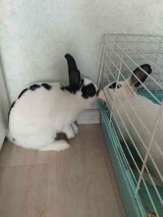 Продам декоративных кроликов Донецк