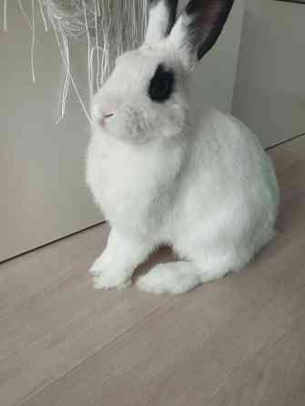 Продам декоративных кроликов Донецк