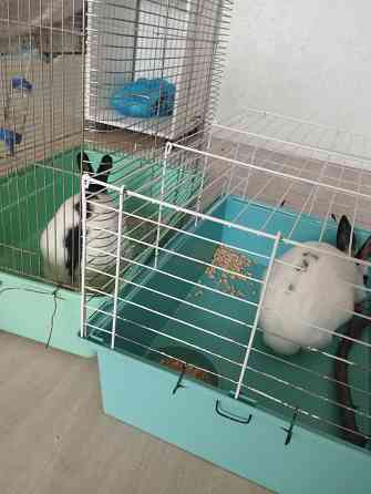 Продам декоративных кроликов Донецк