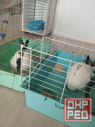 Продам декоративных кроликов Донецк - изображение 3