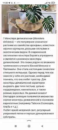 Монстера Донецк