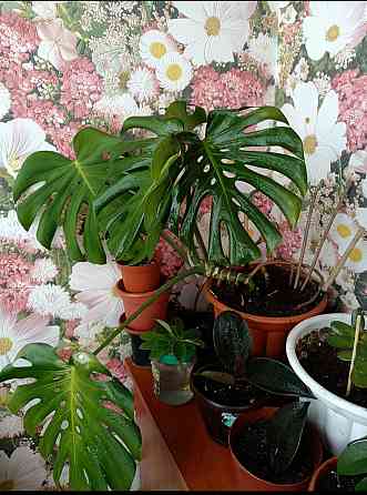 Монстера Донецк