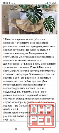 Монстера Донецк - изображение 2