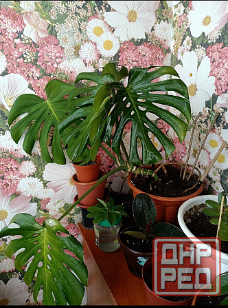 Монстера Донецк - изображение 1