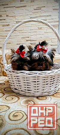 Продам щенков йорка Донецк - изображение 1