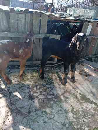 Продажа козлят нубийской породы Макеевка