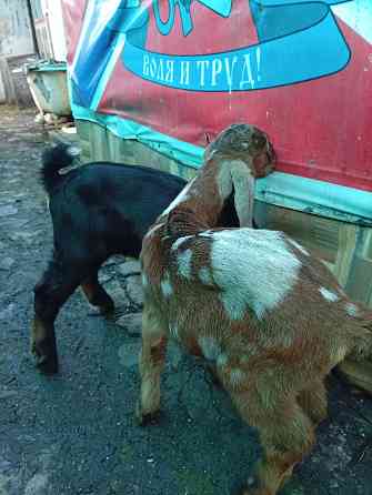 Продажа козлят нубийской породы Макеевка