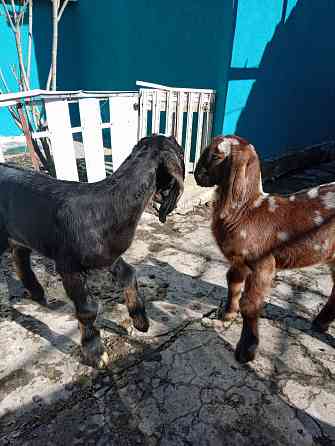 Продажа козлят нубийской породы Макеевка