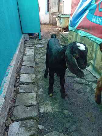 Продажа козлят нубийской породы Макеевка