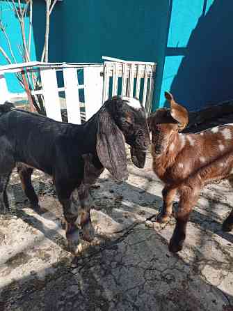 Продажа козлят нубийской породы Макеевка