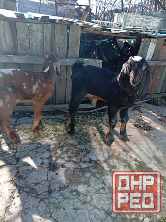 Продажа козлят нубийской породы Макеевка - изображение 1