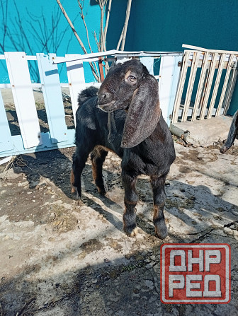 Продажа козлят нубийской породы Макеевка - изображение 7