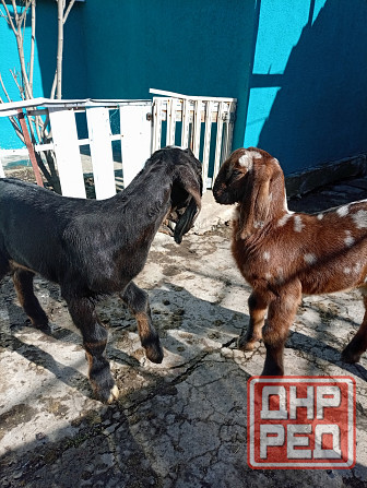 Продажа козлят нубийской породы Макеевка - изображение 3