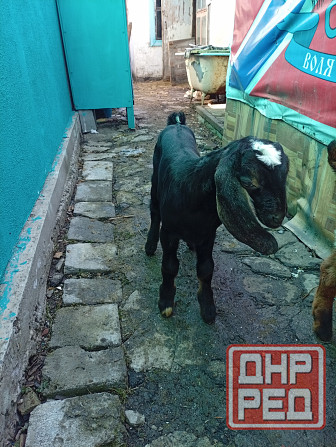 Продажа козлят нубийской породы Макеевка - изображение 5