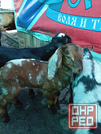 Продажа козлят нубийской породы Макеевка - изображение 2