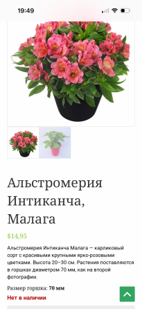 Альстромерия рассада Донецк