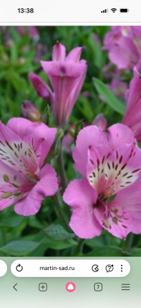 Альстромерия рассада Донецк