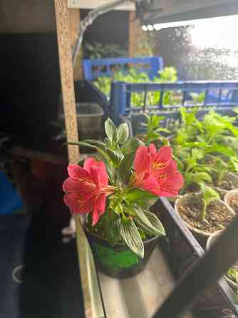 Альстромерия рассада Донецк