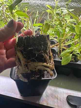 Альстромерия рассада Донецк