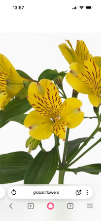 Альстромерия рассада Донецк