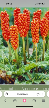 Альстромерия рассада Донецк