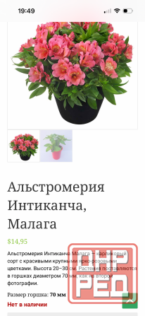 Альстромерия рассада Донецк - изображение 1