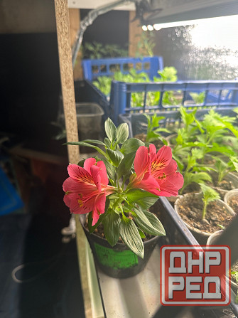 Альстромерия рассада Донецк - изображение 5