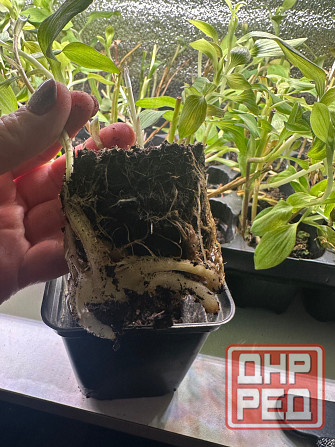 Альстромерия рассада Донецк - изображение 2