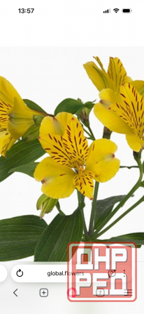 Альстромерия рассада Донецк - изображение 3