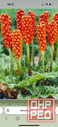 Альстромерия рассада Донецк - изображение 4