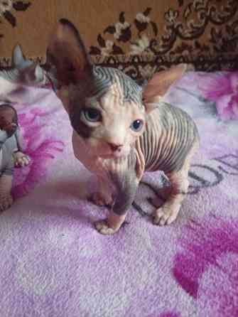 Продажа котят канадского сфинкса Макеевка