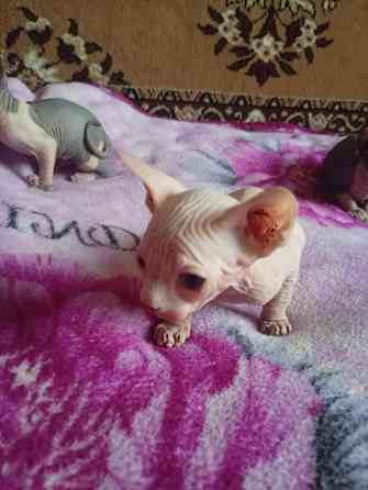 Продажа котят канадского сфинкса Макеевка