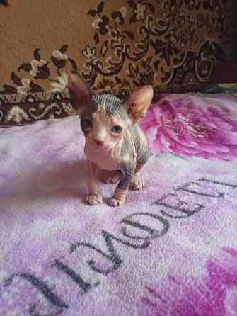 Продажа котят канадского сфинкса Макеевка