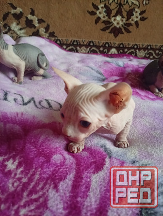 Продажа котят канадского сфинкса Макеевка - изображение 3