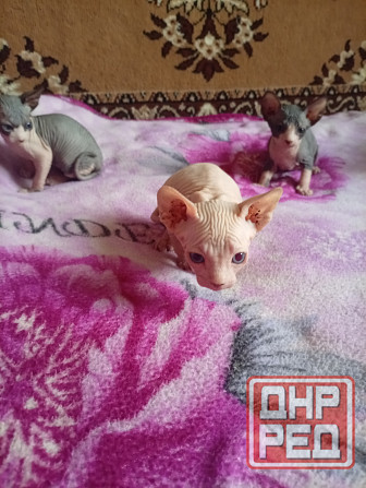 Продажа котят канадского сфинкса Макеевка - изображение 7