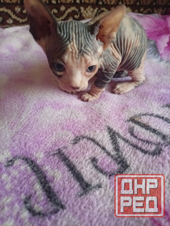 Продажа котят канадского сфинкса Макеевка - изображение 6