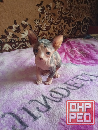 Продажа котят канадского сфинкса Макеевка - изображение 5