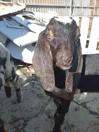 Продажа козлят 100 % нубийской породы Макеевка