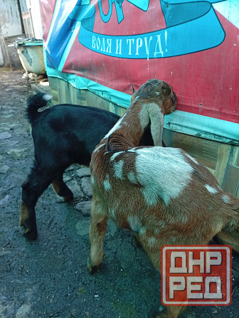 Продажа козлят 100 % нубийской породы Макеевка - изображение 3