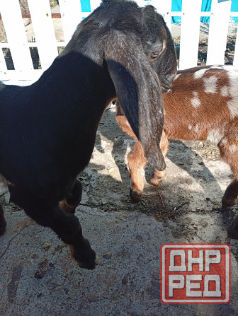 Продажа козлят 100 % нубийской породы Макеевка - изображение 4