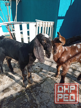 Продажа козлят 100 % нубийской породы Макеевка - изображение 2