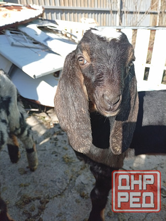 Продажа козлят 100 % нубийской породы Макеевка - изображение 6