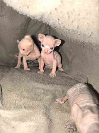 Котята сфинкс Донецк